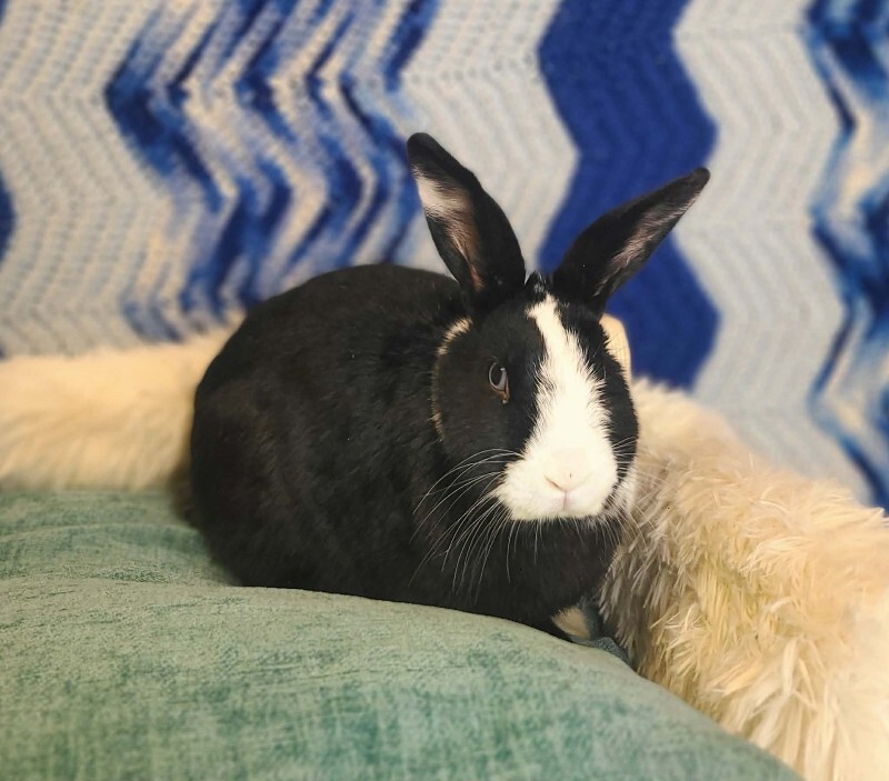 Picture of the Animal Listed